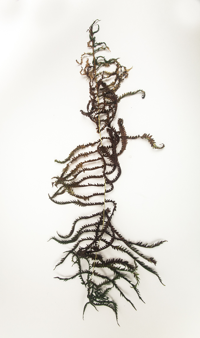 botanicals-24